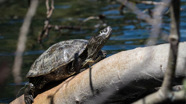 Eine Falsche Landkarten-Höckerschildkröte sitzt auf einem Baumstamm