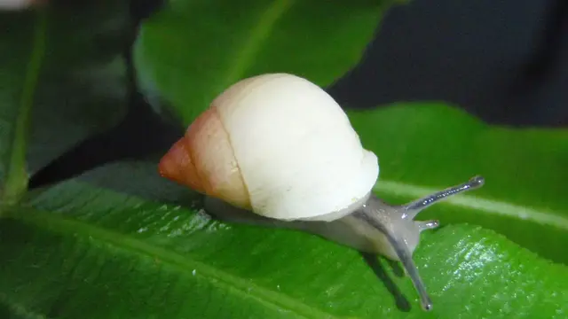 Eine Schnecke aus der Gattung Partula sitzt auf einem großen grünen Blatt. Das Schneckengehäuse ist weißbraun, wobei die Farbintensität nach außen zunimmt. Der Körper des Tieres ist hellgrau, die beiden Fühler sind dunkelgrau. Die Schnecke blickt nach rechts.