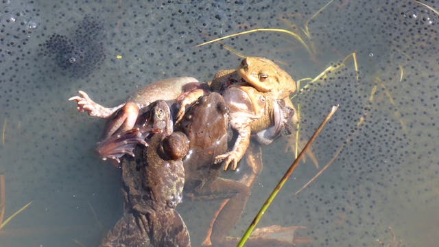 Ein Grasfroschweibchen wird von mehreren Männchen und Erdkröten in einem Gewässer umlagert und teils umklammert.