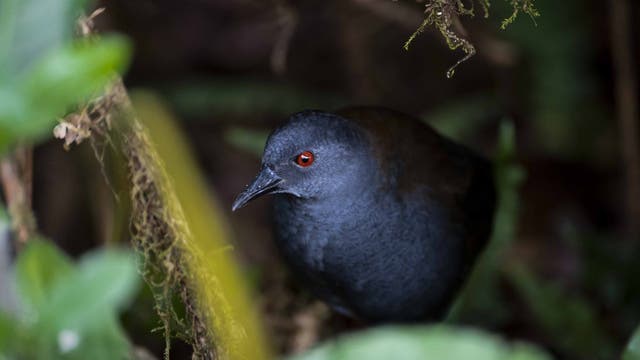 Ein kleiner, dunkelgrauer Vogel mit leuchtend roten Augen sitzt in einem dichten, grünen Laubwerk. Der Vogel ist von Moos und Blättern umgeben, was auf einen natürlichen Lebensraum im Wald hindeutet. Die Umgebung ist leicht verschwommen, wodurch der Fokus auf dem Vogel liegt.