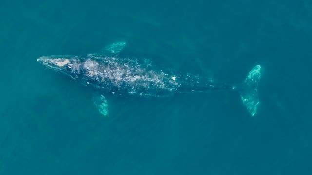 Ein Grauwal schwimmt durch das blaue Meer. Das Bild wurde von einer Drohne gemacht und zeigt den gesamten Wal, der sich nahe der Oberfläche befindet und dessen Rücken teilweise aus dem Wasser herausschaut.