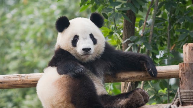 Ein Pandabär am Bambuszaun
