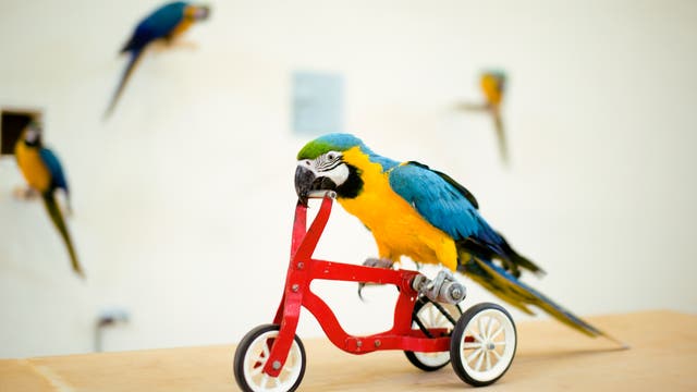 Ein cleverer Papagei fährt Fahrrad