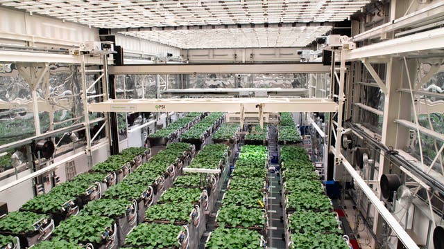 Ein modernes Gewächshaus mit einer Vielzahl von grünen Pflanzen, die unter einem Gitter aus LED-Leuchten wachsen. Die Wände sind mit reflektierenden Materialien verkleidet, die das Licht gleichmäßig verteilen. Ventilatoren und technische Ausrüstung sind an den Seiten sichtbar, was auf eine kontrollierte Umgebung für Pflanzenwachstum hinweist.