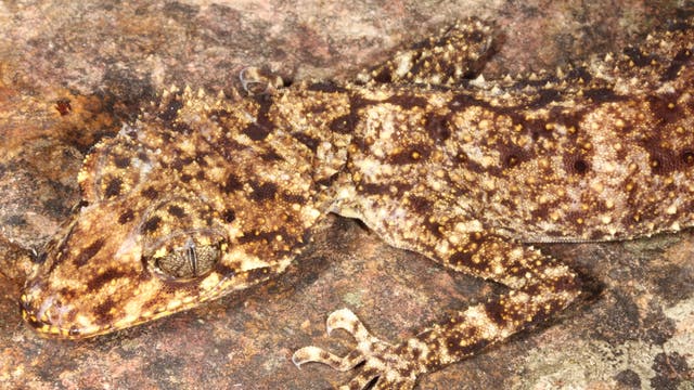 Neu entdeckte Geckoart in Australien