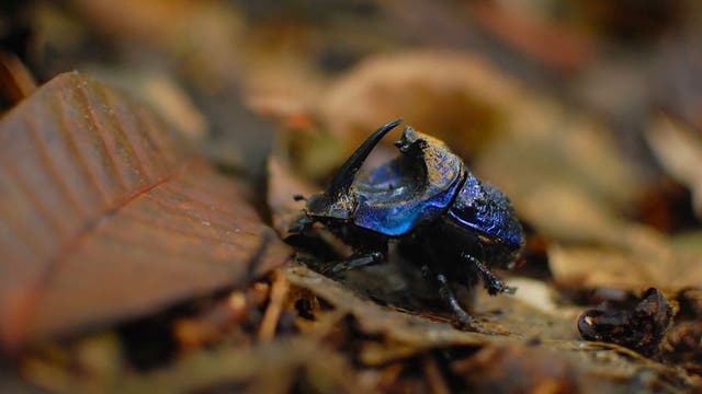 Ein blau schillernder Mistkäfer mit großem Horn läuft über einen laubbedeckten Waldboden. 