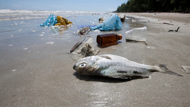 Plastimüll verschmutzt einen Strand - und belastet die Tierwelt der Meere.