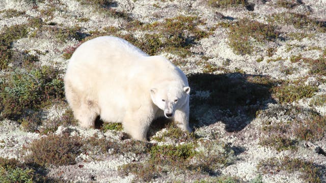 Ein Eisbär an Land in der westlichen Hudson Bay.