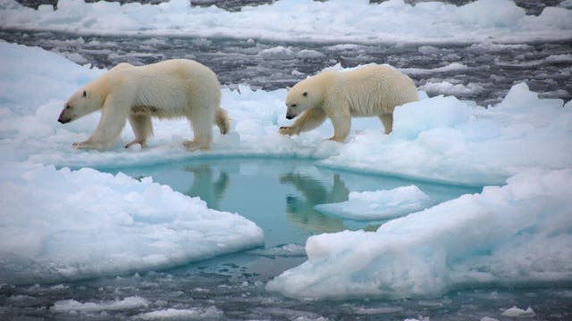 Eisbären auf arktischem Meereis
