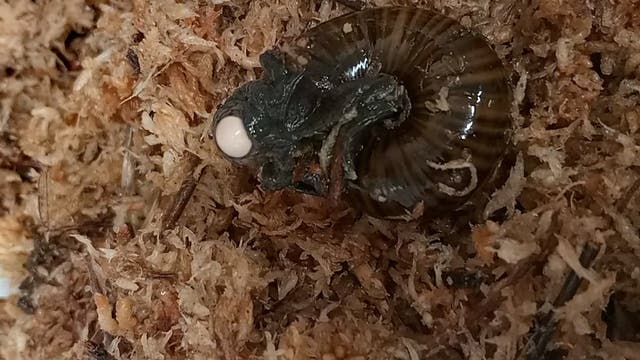 Eine dunkle Schnecke mit dunkelbraunem Gehäuse liegt auf einem Bett aus braunem, trockenem Moos. Am Hals der Schnecke befindet sich ein kleines, helles Ei. Die Textur des Mooses ist deutlich sichtbar und verleiht dem Bild eine natürliche, erdige Atmosphäre.