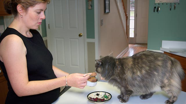 Eine schwangere Frau füttert ihre Katze