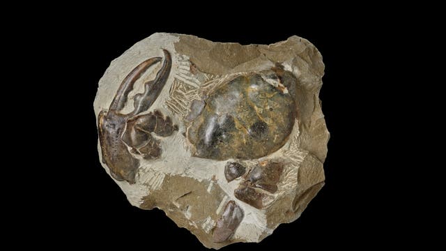 Fossil der Riesenkrabbe Pseudocarcinus karlraubenheimeri.