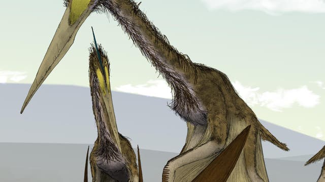 Pterosaurier am Boden