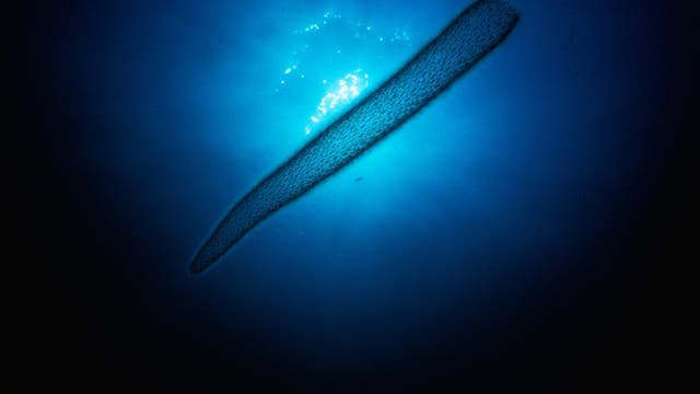Eine halbtransparente Feuerwalze gegen die helle Wasseroberfläche fotografiert.