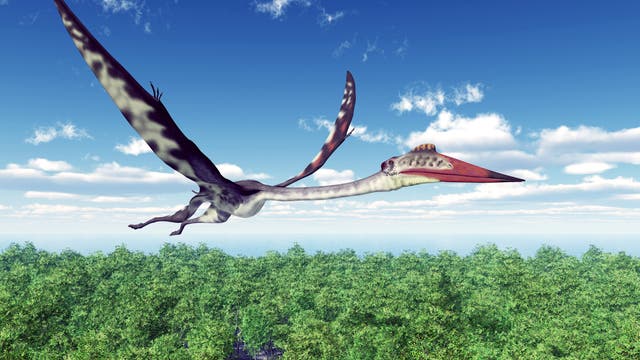 Ein Pterosaurier namens Quetzalcoatlus