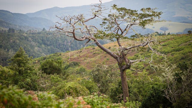 Die Zypresse Widdringtonia whytei am Mount Mulanje in Malawi.