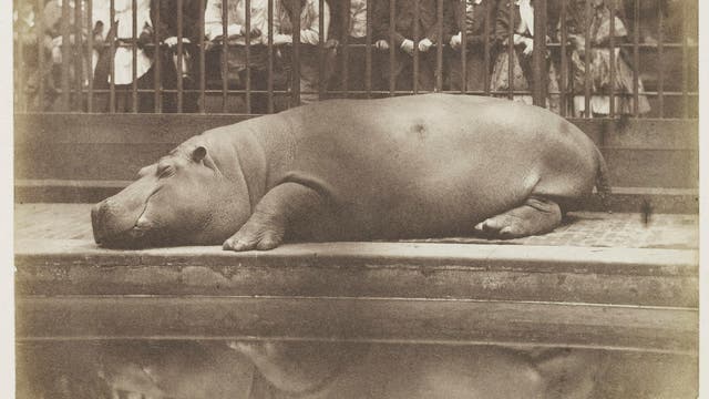 Das Nilpferd Obaysch döst im Regent's Zoo im Jahr 1852.