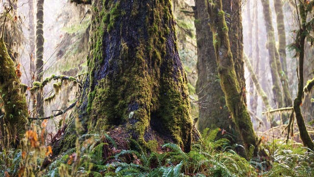 "Ancient Forest" in British Columbia