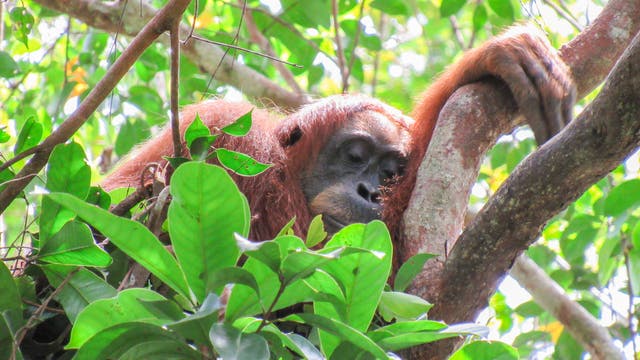 Ein Orang-Utan ruht auf einem Baum in einem dichten, grünen Dschungel. Der Affe hat die Augen geschlossen und hält sich mit einem Arm an einem Ast fest. Umgeben von üppigen Blättern und Zweigen, vermittelt das Bild eine ruhige, natürliche Atmosphäre.