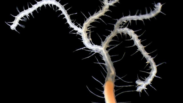Ein weißer, verzweigter Ringelwurm mit zahlreichen Borsten auf schwarzem Hintergrund. Der Wurm hat einen orangefarbenen Abschnitt in der Mitte seines Körpers.