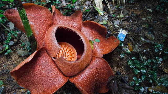 Rafflesia-Blüten ziehen Insekten durch Verwesungsgeruch an