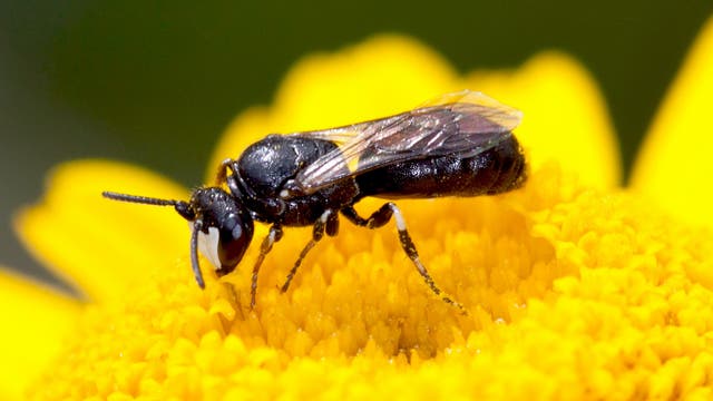 Eine Rainfarn-Maskenbiene auf einer gelben Blüte. Typisch ist die elfenbeinfarbene Kopfzeichnung und der weitgehend haarlose Körper. Dadurch muss diese Biene Nektar und Pollen in ihrem Kropf transportieren..