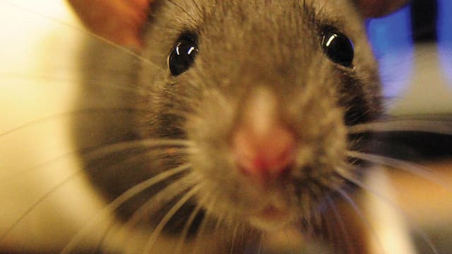 Bei Ratten bewegen sich die Augen völlig unterschiedlich. Anders als beim Menschen können sie sich in entgegengesetzte Richtung zueinander ausrichten.