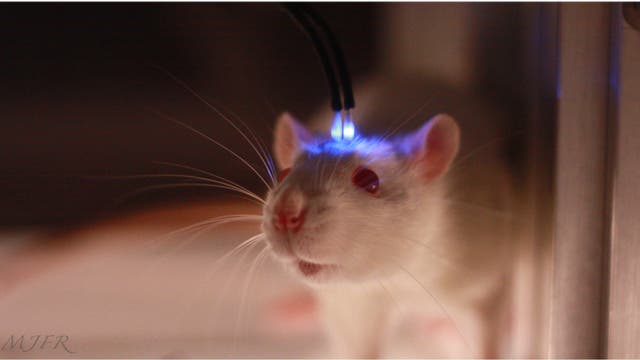 Optogenetisch manipulierte Ratte