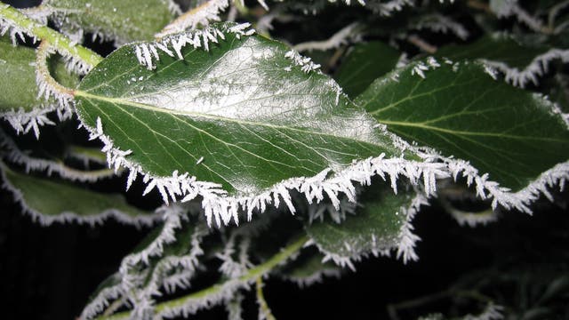 Eiskristalle wachsen an den Rändern eines grünen Blatts