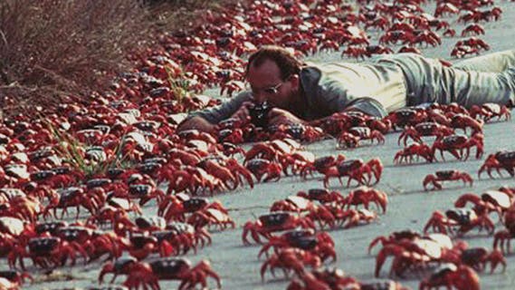 Rote Armee: Krabben auf Wanderschaft