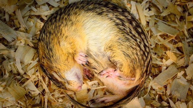 Ein Dreizehnstreifen-Hörnchen (Ictidomys tridecemlineatus) im tiefen Winterschlaf.