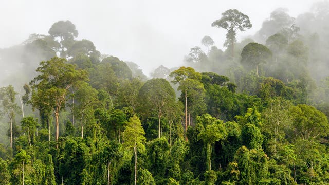 Regenwald im Nebel an der Grenze Malaysia-Kalimantan
