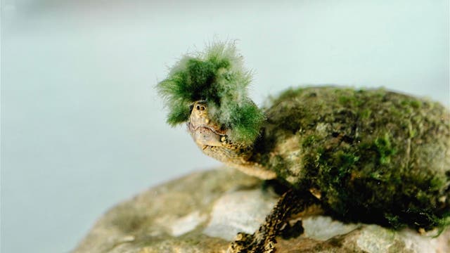 Eine moosbewachsene Schildkröte der Art Sternotherus odoratus.