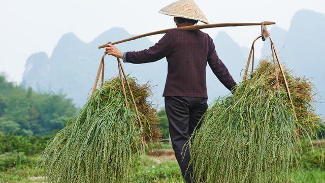 Reisanbau ist Gemeinschaftsaufgabe