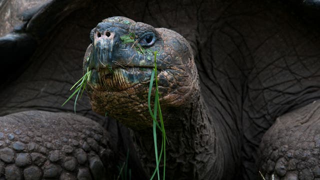 Eine Riesenschildkröte bei der Mahlzeit