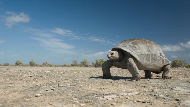 Riesenschildkröten - Überleben nur auf fernen Inseln