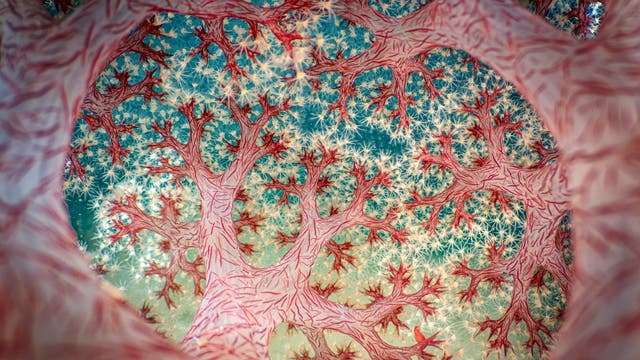 Das Foto zeigt eine transparent wirkende, verzweigte Weichkorallen-Kolonie von innen heraus fotografiert. Die einzelnen Polypen besitzen acht weißliche Tentakel. 