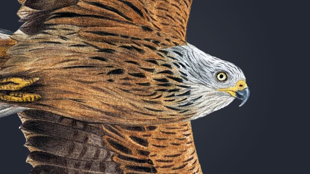 Buntstiftzeichnung eines fliegenden Rotmilans mit ausgebreiteten Flügeln. Der Vogel hat ein rotbraunes Gefieder mit weißen und schwarzen Akzenten an den Flügelspitzen. Der Kopf ist hellgrau, und der Schwanz ist gegabelt. Die Darstellung zeigt die anatomischen Details der Flügel und des Schwanzes.