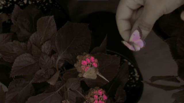 Aufnahme des Schmetterlings <em>Colias eurytheme</em>