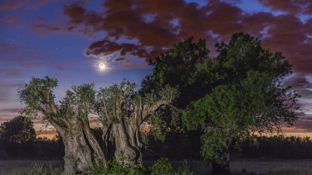 Ein alter Olivenbaum steht still im aschgrauen Mondlicht.