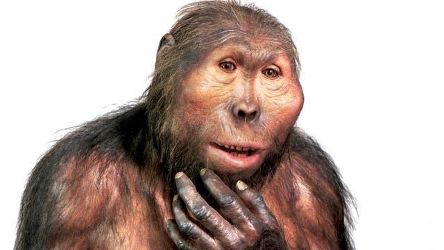 Paranthropus boisei Modell