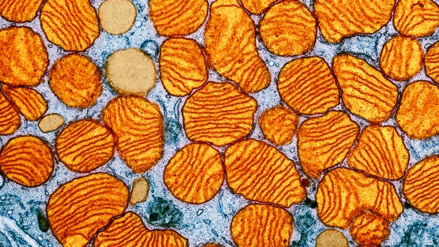 Elektronenmikroskopische Aufnahme von Mitochondrien in einer Zelle. Die Mitochondrien erscheinen als ovale Strukturen mit wellenförmigen, orangefarbenen Innenmembranen, die sich von einem blauen Hintergrund abheben. Diese Strukturen sind für die Energieproduktion in der Zelle verantwortlich. Das Bild zeigt die detaillierte Anordnung der Membranen, die für die Funktion der Mitochondrien entscheidend ist.