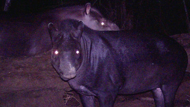 Kobomani-Tapir in der Fotofalle