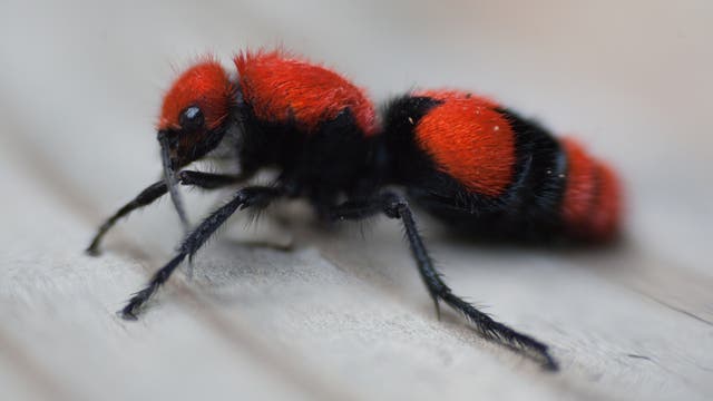 Eine schwarz-orangefarbene, flauschige Wespe ohne Flügel, die aussieht wie eine Ameise.