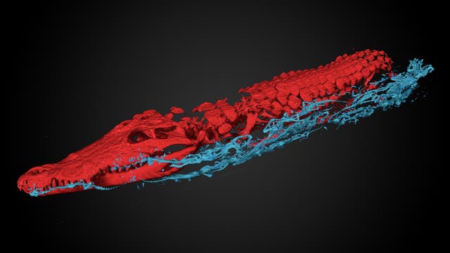Der Scan zeigt eines der juvenilen Krokodile in rot samt der daneben angeordneten Babys in blau.