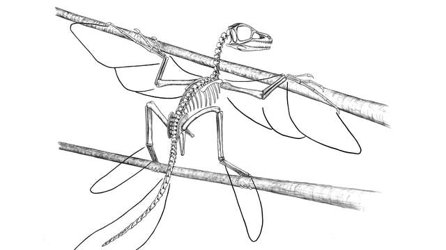 Früher Vogelvorfahr Scansoriopteryx-Fossil