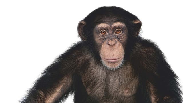 junger Schimpanse