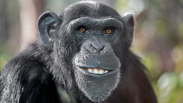 Porträt eines männlichen Schimpansen