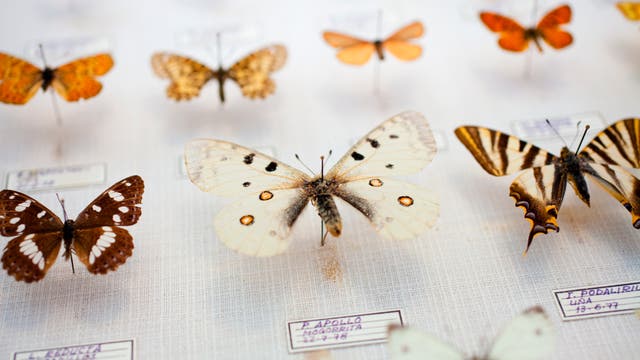 Schmetterlinge in einer Museumssammlung