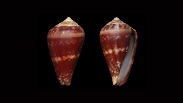 Zwei Ansichten einer braunen Kegelschnecke auf schwarzem Hintergrund. Die linke Ansicht zeigt die Schnecke von vorne, während die rechte Ansicht die Seite mit der Öffnung zeigt. Die Schale hat ein glänzendes, glattes Aussehen mit weißen und hellbraunen Mustern.